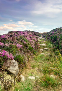 Heather on Simonside Hills by Chris Frost