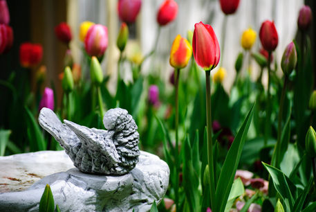 A-bird-and-a-tulip-org