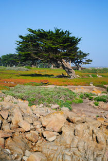 A Cypress On Ocean View von agrofilms