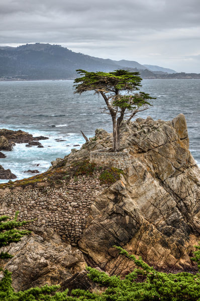 A-cypress-tree-vertical-org