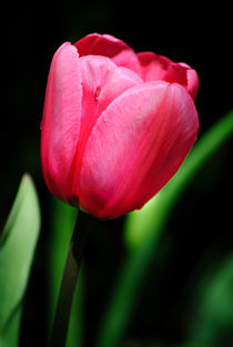 A Single Tulip by agrofilms
