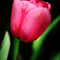 A-single-tulip-org