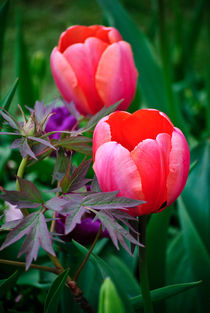 A Tulip And Other Leaves II by agrofilms