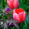 A-tulip-and-other-leaves-ii-org