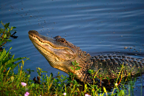 Alligator-grunt-org