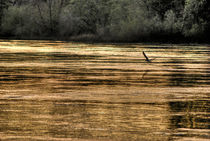 American River by agrofilms