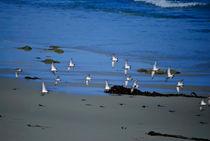 Band Of Seagulls by agrofilms