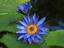 Seerose, blau, water lily,blue, nymphaea von Dagmar Laimgruber