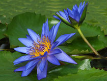 Blaue Seerose, nymphaea, Lotosblüte, water lily, blue von Dagmar Laimgruber