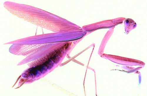 Mantis-4-invert-pink