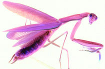 Mantis in Pink von Rainar Nitzsche