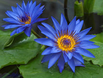 Seerosen, blaue Lotosblüten, nymphaea, water lily, blue by Dagmar Laimgruber