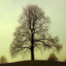 Baum von Violetta Honkisz