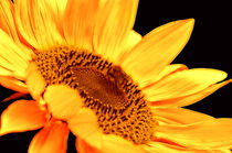 Sonnenblume von Violetta Honkisz