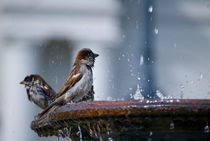 Bathing Sparrows von agrofilms