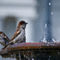 Bathing-sparrow-org