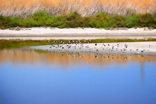 Birds-on-the-river-bank-org