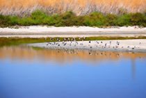 Birds On The River Bank by agrofilms