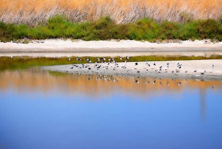 Birds-on-the-river-bank-org