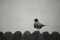 Birdy by agrofilms
