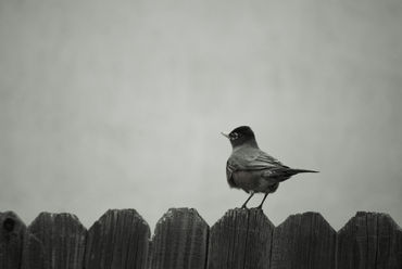 Birdy-org