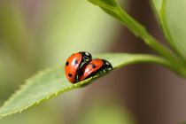 ladybird love von mark severn