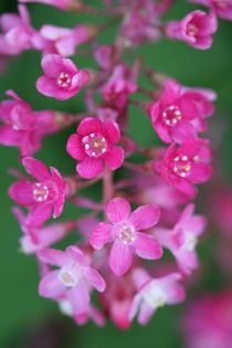 flowering currant by mark severn
