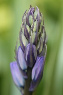 bluebell buds by mark severn