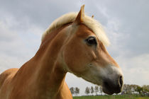 Haflinger Portrait - Portrait of a Haflinger horse  von ropo13