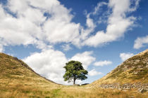 Sycamore Gap, Hadrian's Wall by Chris Frost