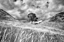 Sycamore Gap, Hadrian's Wall by Chris Frost