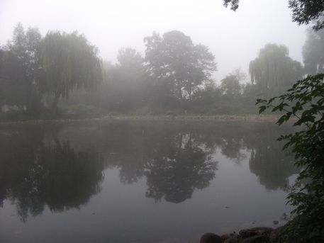 Nebel-im-park
