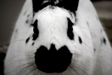 Black-and-white-bunny-org