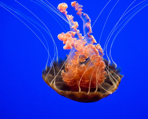 Blood-orange-jellyfish-org