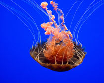 Blood Orange Jellyfish by agrofilms