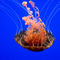 Blood-orange-jellyfish-org