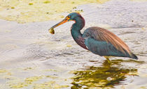 Blue Heron Catch  by agrofilms