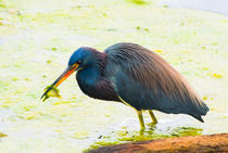 Blue Heron Having Lunch by agrofilms