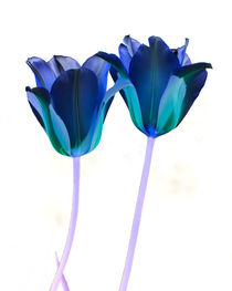 Blue Twin Tulips von agrofilms