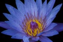 Blue Water Lily von agrofilms