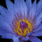Blue-water-lilly-org