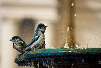 Sparrows In Blue by agrofilms