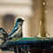 Blue-sparrows-org