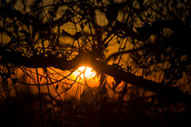 Branches And Twigs by agrofilms