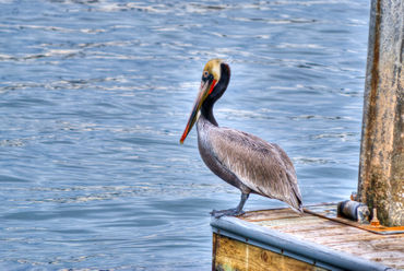 Brown-pelican-org