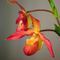 Bucket-orchids-org