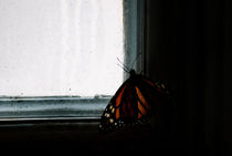Butterfly In The Dark von agrofilms