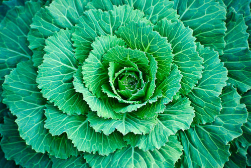 Cabbage-leaves-org