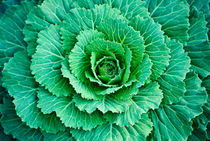 Cabbage Leaves by agrofilms