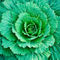Cabbage-leaves-org